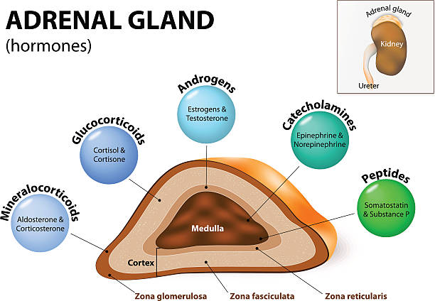 Adrenal gland hormone secretion Adrenal gland hormone secretion. Adrenal glands sit atop the kidneys and are composed of an outer cortex and an inner medulla, which produce different types of hormones. Human endocrine system medulla stock illustrations