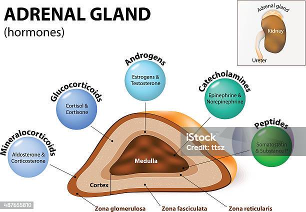 Adrenal Gland Hormone Secretion Stock Illustration - Download Image Now - Suprarenal Gland, Hormone, Human Gland