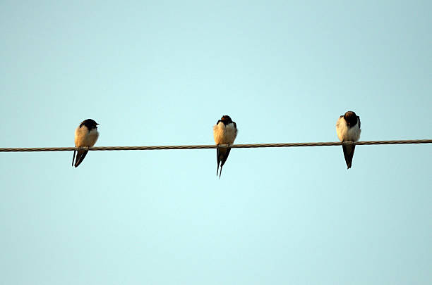 istock Picture of a Barn Swallow (Hirundo rustica) 487658462