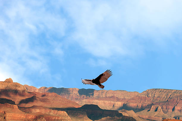 california condor im grand canyon der imposante, arizona, usa - arizona wildlife stock-fotos und bilder