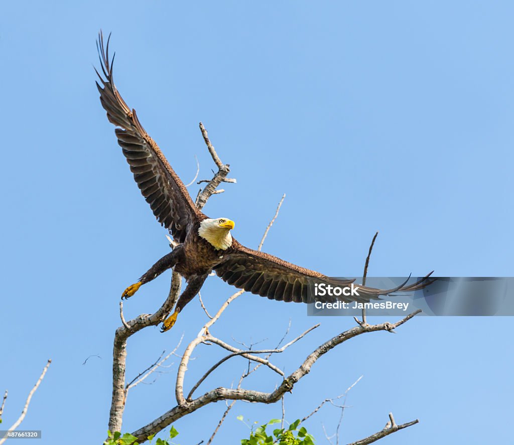 Graceful Bald Eagle dives from treetop Graceful Bald Eagle dives from treetop, talons ready. 2015 Stock Photo