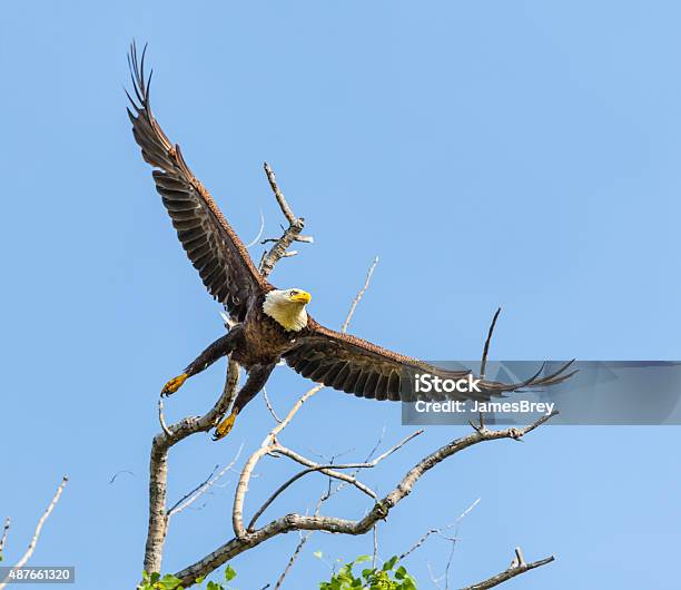 Graceful Bald Eagle Dives From Treetop Stock Photo - Download Image Now - 2015, Alertness, Animal Body Part