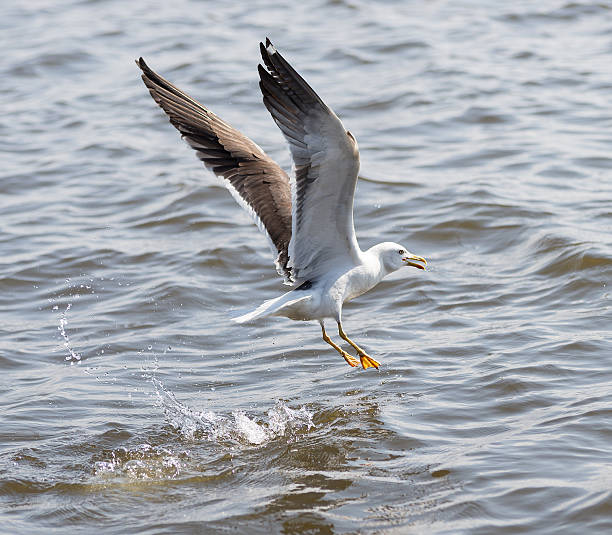 istock seagull seaside bird flying above blue sky, 487664456