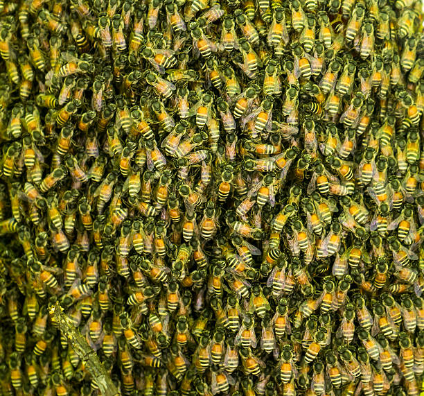 istock honey bees in a swarm make a hive  Focus center 487665328