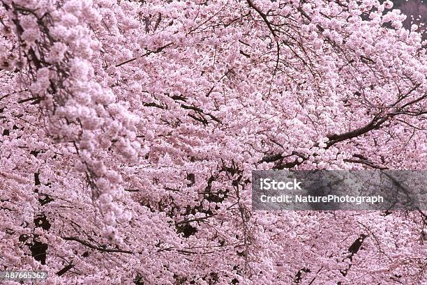 桜の花 - 2015年のストックフォトや画像を多数ご用意 - 2015年, サクラの木, ソメイヨシノ