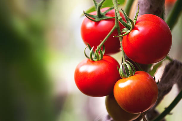 istock Ripe natural tomatoes growing on a branch 487665524