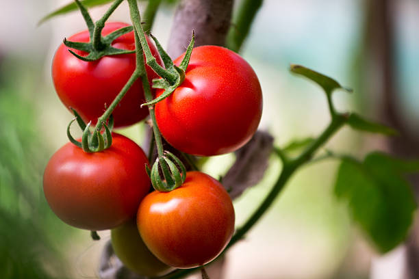 istock Ripe organic tomatoes on a branch 487665526