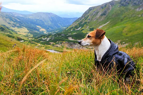 Little dog Jack Russell terrier in raincoat sitting in the grass with wildflowers in the mountains beautiful view of the landscape. Thoughtfully dreamily looks aside. Series of photos