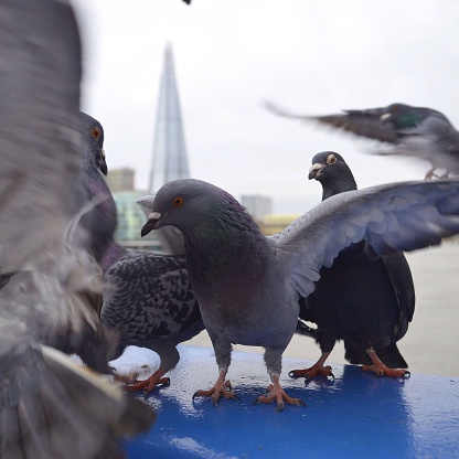 Pigeons at Tower Bridge with London skyscraper and Thames River in the background.