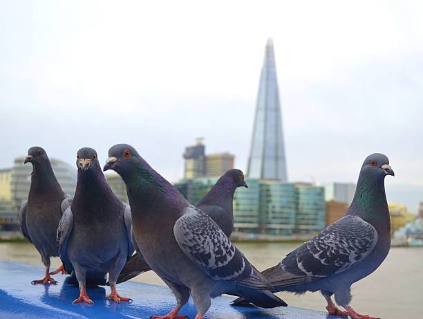 istock Pigeons of London 487666616