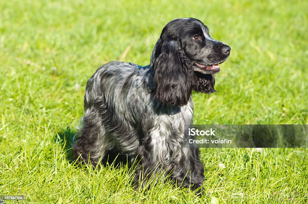 Chinees man looks. The Chinees man is on the grass. Cocker Spaniel Stock Photo