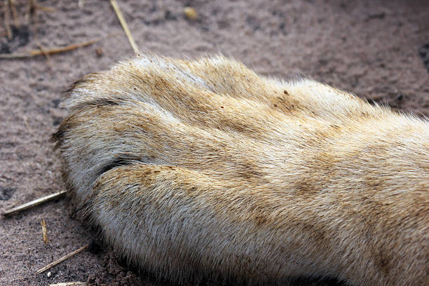 A close up of a young lion's paw (approximately 17 months old).
