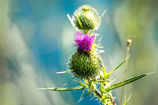 차든-marie - wildflower vibrant color outdoors full frame 뉴스 사진 이미지