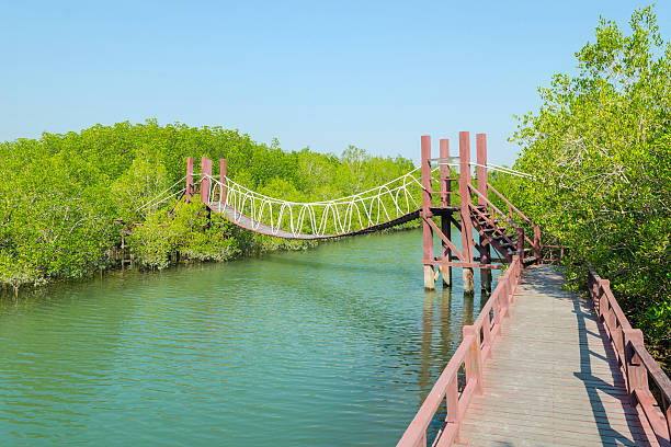 istock Wooden bridge leading to tropical mangrove forest. 487667409