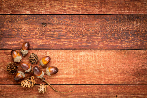 grunge red barn wood  background with acorns and cones fall decoration