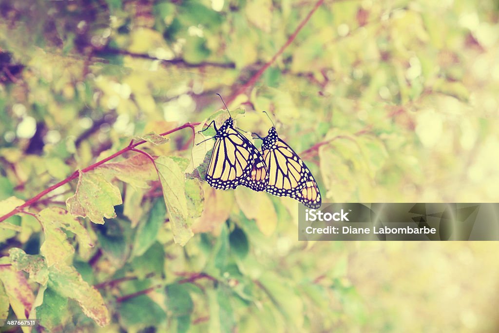 Cair a migração de insectos-monarca - Royalty-free Borboleta Foto de stock