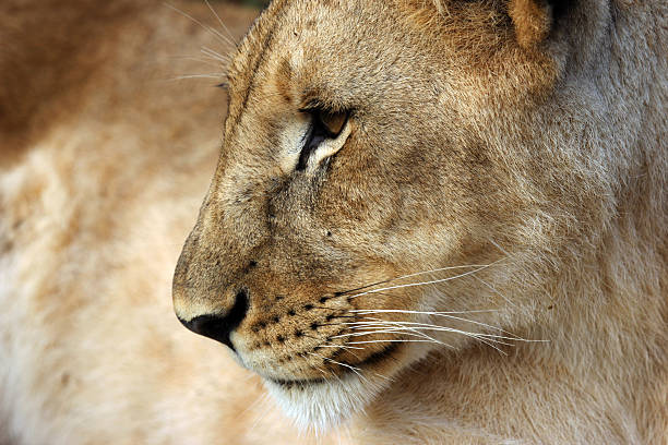 istock Zambia: Young Lion near Livingstone 487667777