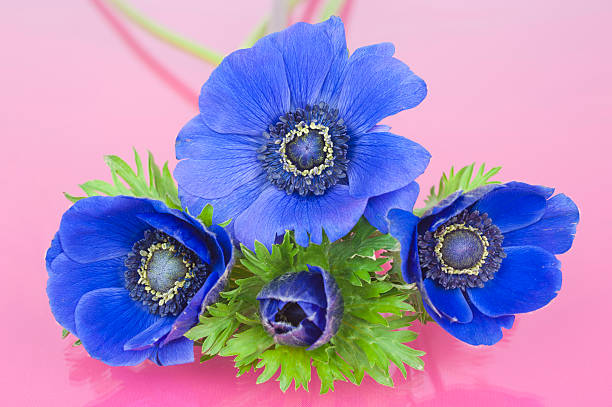 Four blue Anemones on a pink background