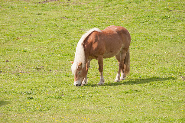 Brown horse grazing in meadow stock photo