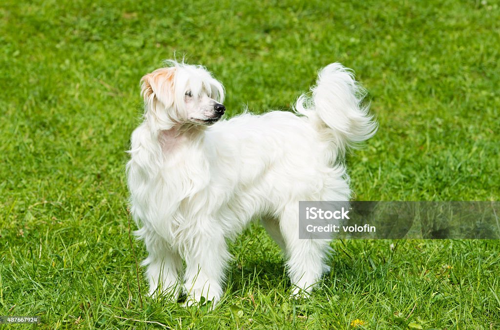 Powderpuff Chinese Crested stands. The Powderpuff Chinese Crested is on the grass. 2015 Stock Photo