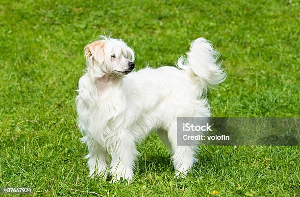 Powderpuff Chinese Crested Stands Stock Photo - Download Image Now - 2015, Animal Body Part, Animal Hair