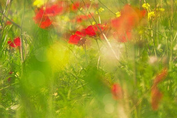 istock Abstract blurry background of sunset meadow 487667976