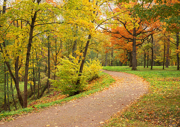 istock Autumn landscape. Park in fall. Golden autumn. 487668274