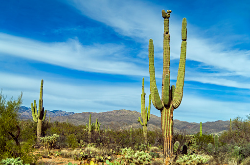 Saguaro cactus forest hillside in Arizona.