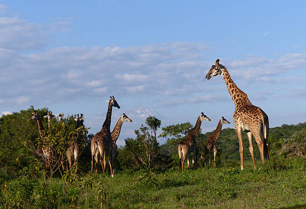 Group of Giraffes stock photo