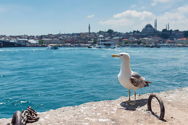 Seagull in Istanbul Seagull with Old Istanbul in the background. bogaz stock pictures, royalty-free photos & images