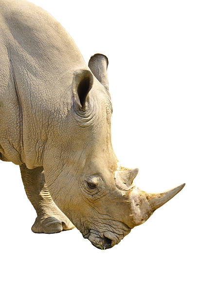 istock White Rhino portrait in front of 487669011