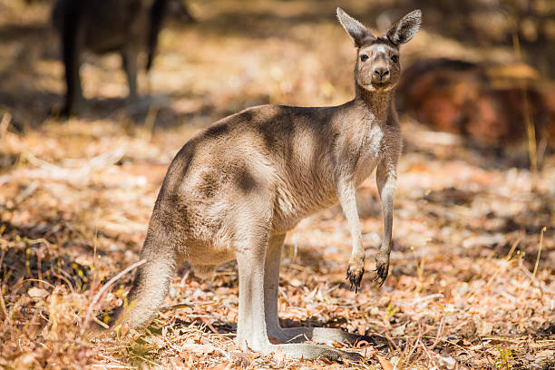 istock Close up of kangaroo in the wild 487669083