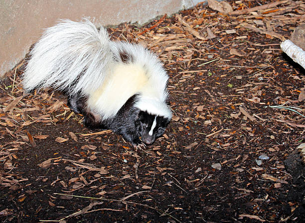 istock American Hog-nosed Skunk 487669217