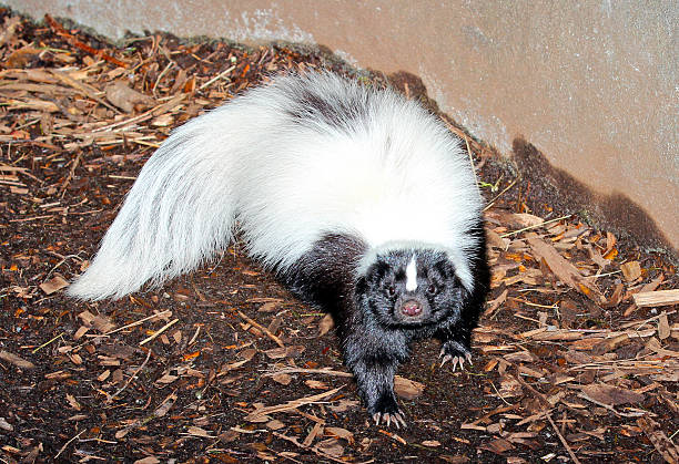 istock American Hog-nosed Skunk 487669219