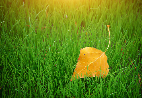 First autumn leaf. Nature composition.