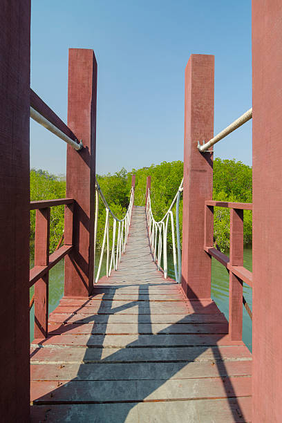 istock Wooden bridge leading to tropical mangrove forest. 487670023