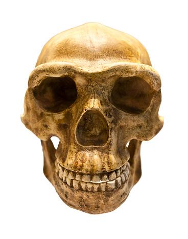 Fossil skull of Homo Antecessor - the earliest known human species in Europe.