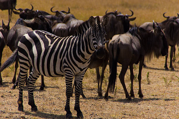 zebra Posando - fotografia de stock