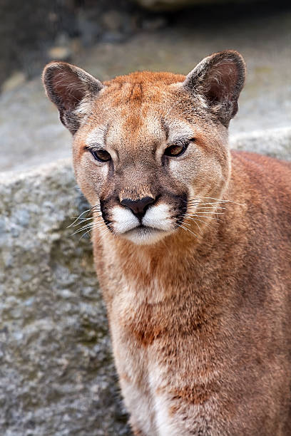 istock Mountain Lion Cougar Puma Concolor Looking 487670675