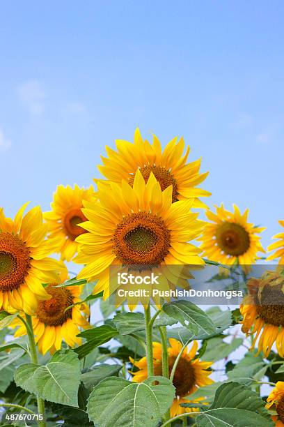 Sunflower Stock Photo - Download Image Now - Agricultural Field, Agriculture, Beauty In Nature