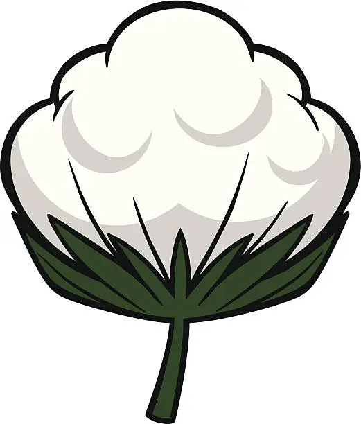 Vector illustration of Cotton Blossom