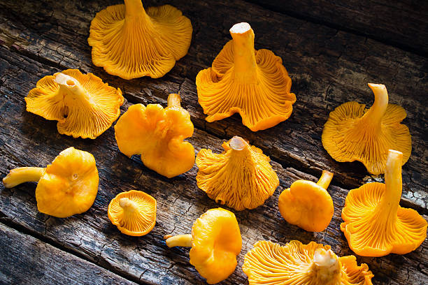 istock Fresh chanterelle on a wooden background side view 487671592