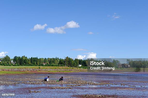 Pei Ostras Y La Playa Foto de stock y más banco de imágenes de Agua - Agua, Aire libre, Alimento