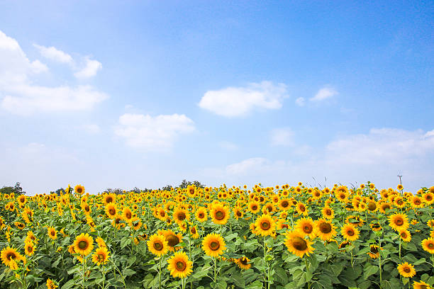Sunflower. stock photo