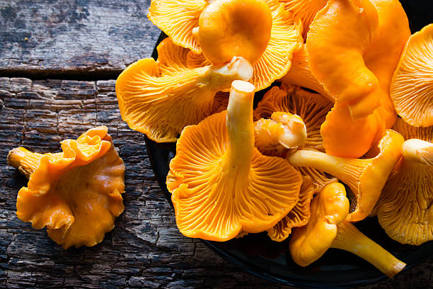 istock Fresh chanterelles in a black plate 487672244