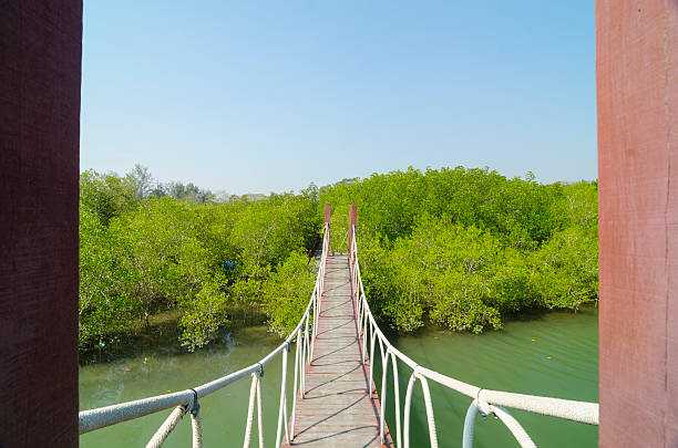 istock Wooden bridge leading to tropical mangrove forest. 487672693