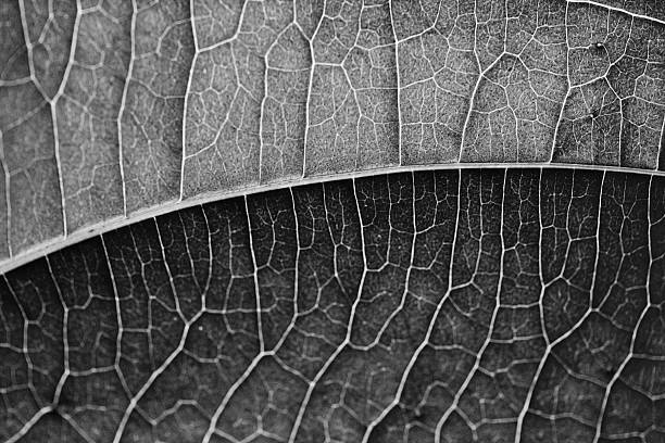 Black and White Leaf Black and White Leaf fracturable stock pictures, royalty-free photos & images