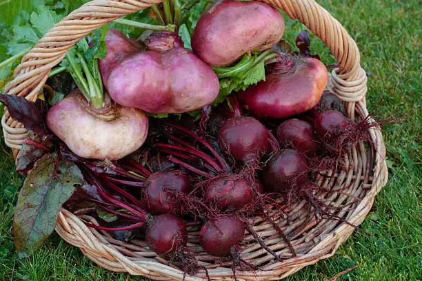 Beetroot and turnip vegetables bunch