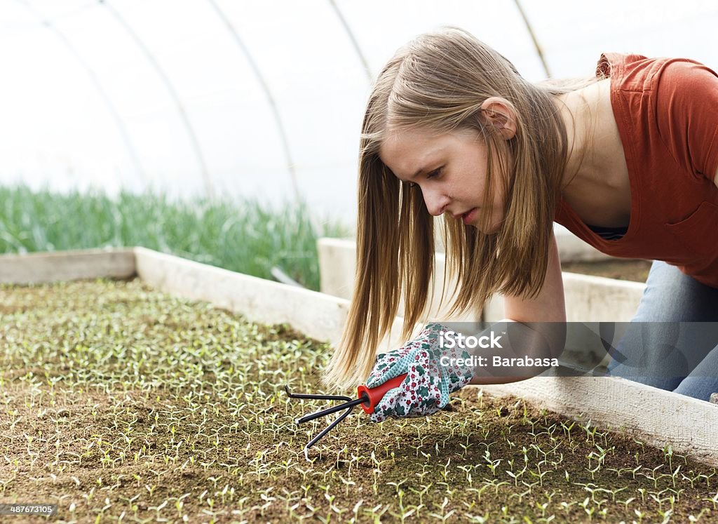 Seedlings cultura - Foto de stock de Adulto libre de derechos