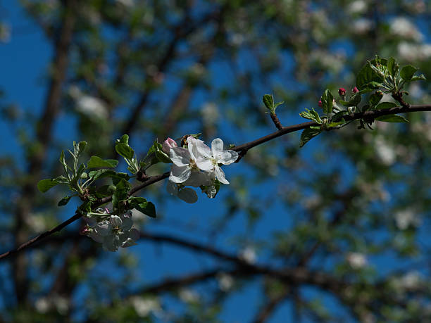 abelha e maçã - bee apple tree flower single flower - fotografias e filmes do acervo